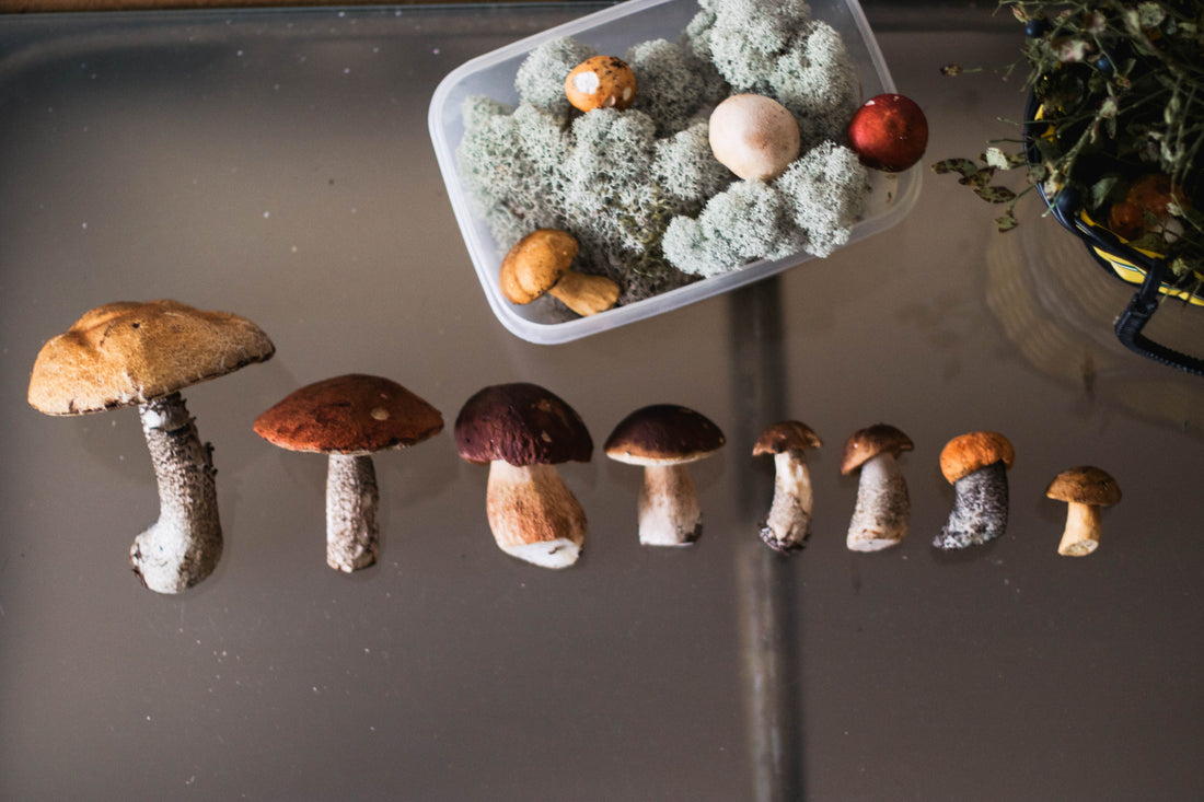 How to Combine Mushrooms: A Beginner's Guide to Stacking for Your Goals