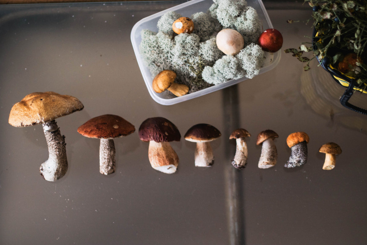 How to Combine Mushrooms: A Beginner's Guide to Stacking for Your Goals