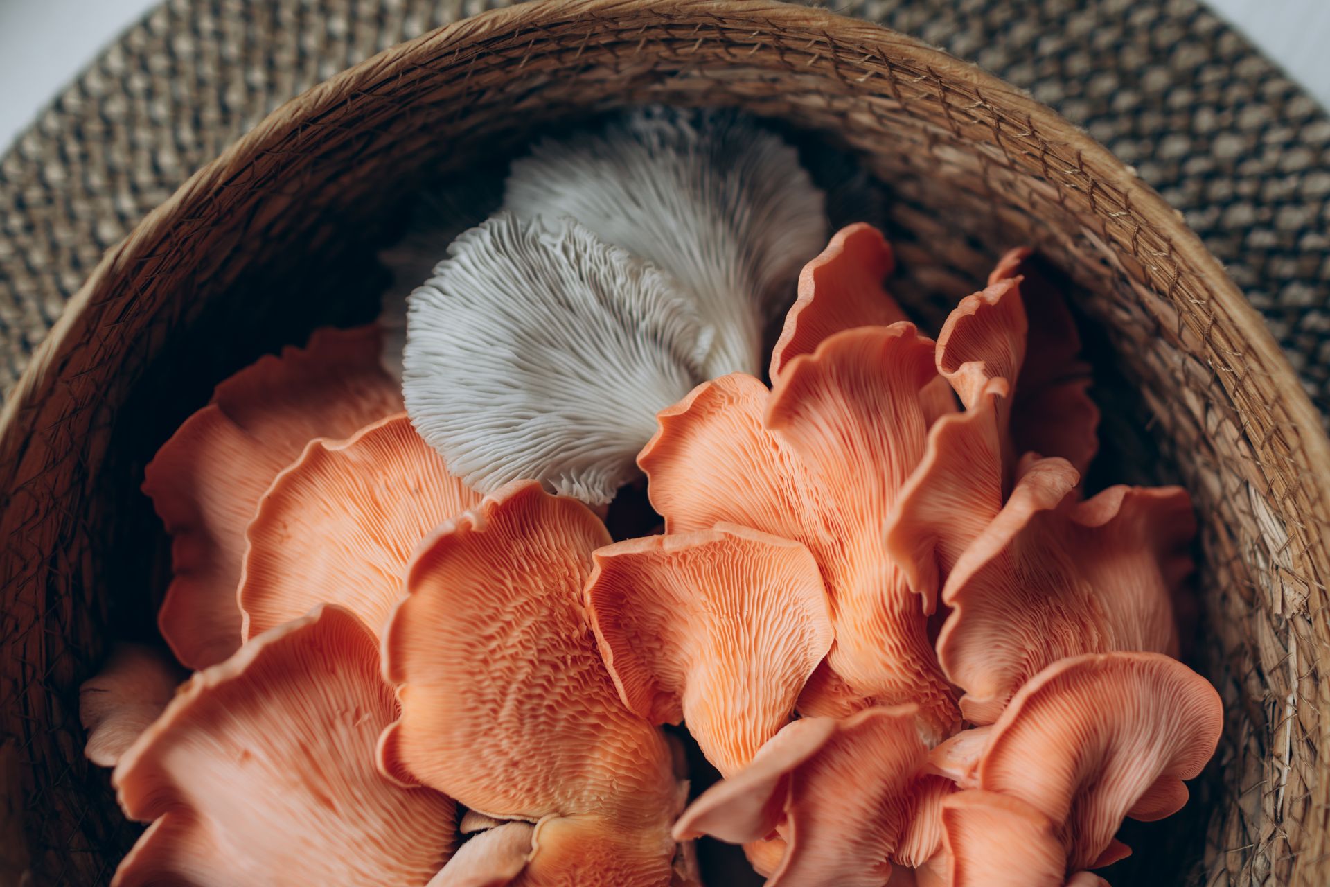 Oyster Mushroom: The Overlooked Superfood for Heart and Cholesterol Health