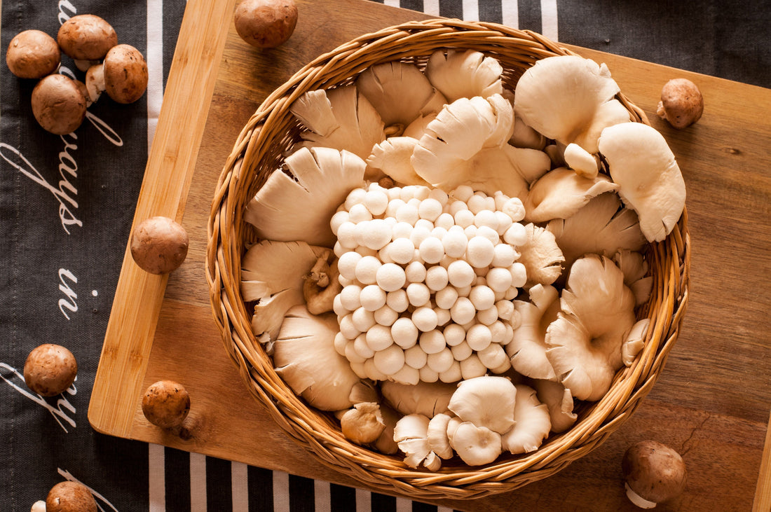 Beta-Glucans 101: The Science Behind Every Medicinal Mushroom's Benefits