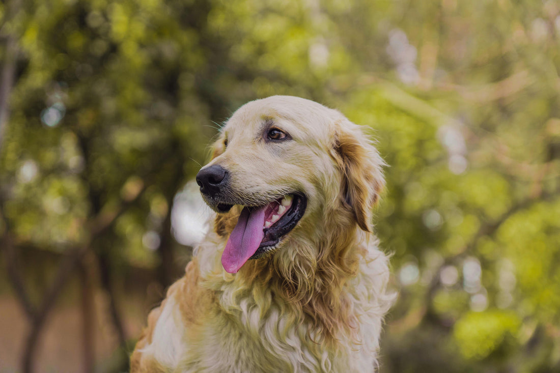 Can Dogs Benefit from Medicinal Mushrooms? What Pet Owners Need to Know